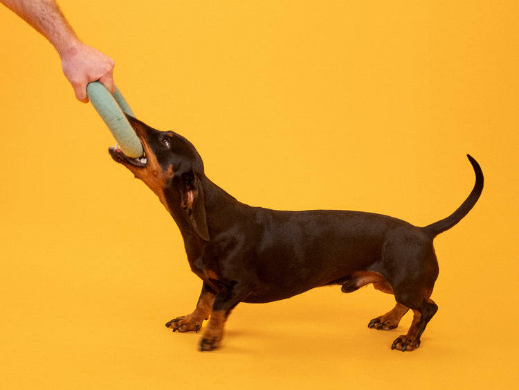 Fine Hundespielzeug - Ring