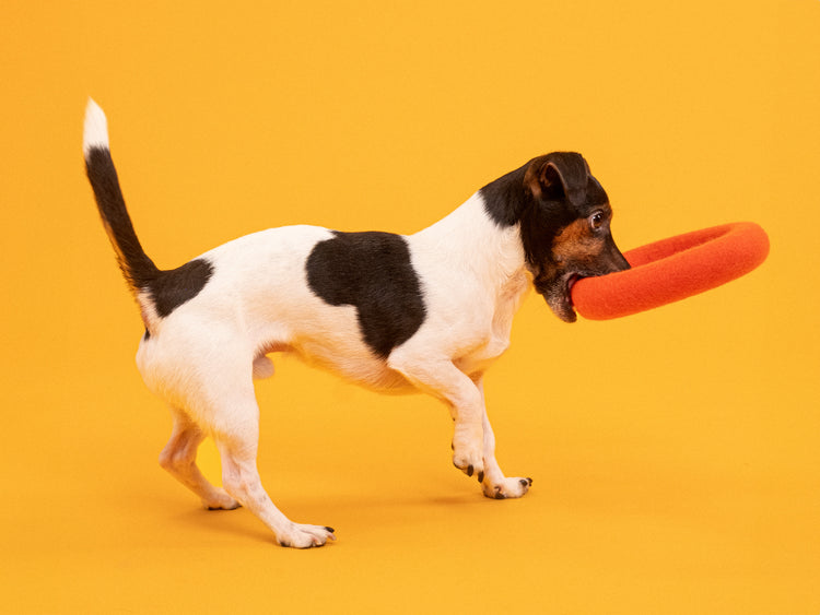 Fine Hundespielzeug - Ring